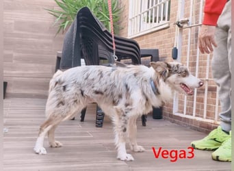 Vega3 geb. 05/2025 (ESP) - wunderschöne, liebevolle Hündin sucht ihr Glück!