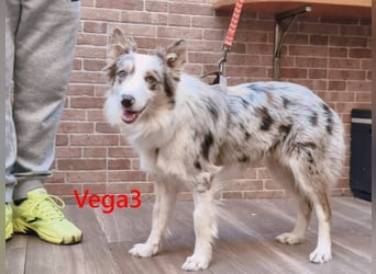 Vega3 geb. 05/2025 (ESP) - wunderschöne, liebevolle Hündin sucht ihr Glück!