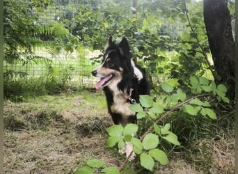 Luca