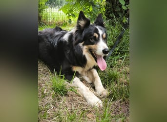 Luca