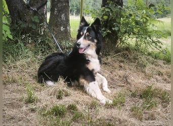 Luca