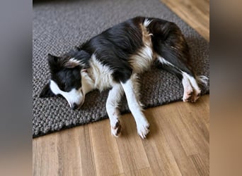 Unglücksrabe Lucky (Border Collie) wartet in 73525 Schwäbisch Gmünd