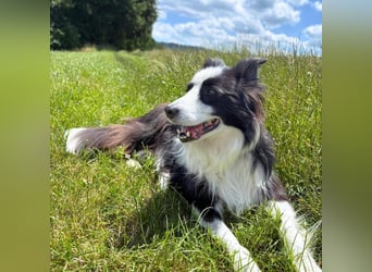 Unglücksrabe Lucky (Border Collie) wartet in 73525 Schwäbisch Gmünd