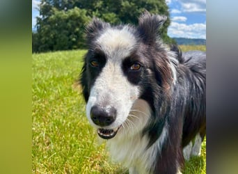 Unglücksrabe Lucky (Border Collie) wartet in 73525 Schwäbisch Gmünd