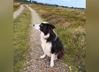 Unglücksrabe Lucky (Border Collie) wartet in 73525 Schwäbisch Gmünd