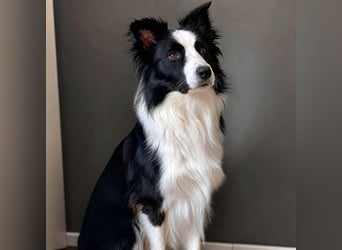 Unglücksrabe Lucky (Border Collie) wartet in 73525 Schwäbisch Gmünd