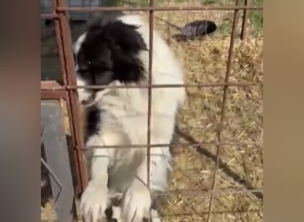 Bobi und Mala - unzertrennlich