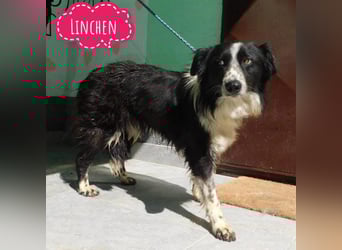 Linchen braucht ein richtiges Zuhause