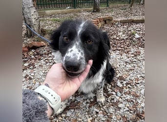 Linchen braucht ein richtiges Zuhause