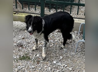 Linchen braucht ein richtiges Zuhause