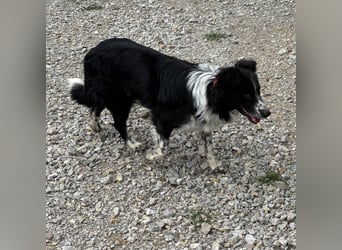 Linchen braucht ein richtiges Zuhause