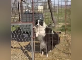 Bobi und Mala - unzertrennlich