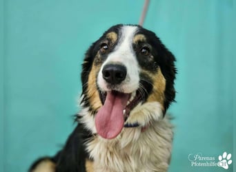 Kalypso ist ausgesprochen anhänglich, menschenbezogen und verschmust