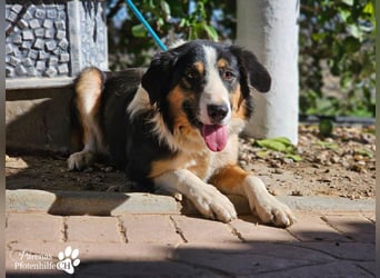 Kalypso ist ausgesprochen anhänglich, menschenbezogen und verschmust