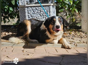 Kalypso ist ausgesprochen anhänglich, menschenbezogen und verschmust