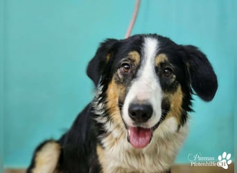 Kalypso ist ausgesprochen anhänglich, menschenbezogen und verschmust