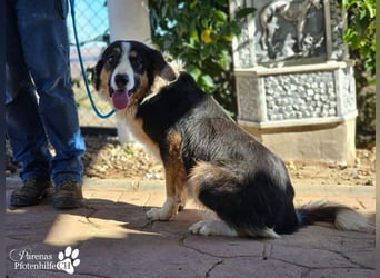 Kalypso ist ausgesprochen anhänglich, menschenbezogen und verschmust