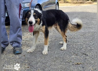 Kalypso ist ausgesprochen anhänglich, menschenbezogen und verschmust