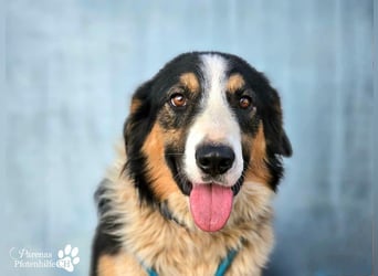 Kalypso ist ausgesprochen anhänglich, menschenbezogen und verschmust