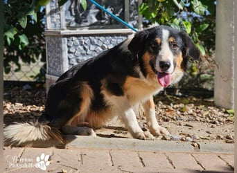 Kalypso ist ausgesprochen anhänglich, menschenbezogen und verschmust