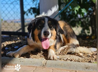 Kalypso ist ausgesprochen anhänglich, menschenbezogen und verschmust