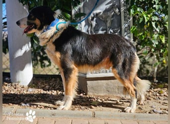 Kalypso ist ausgesprochen anhänglich, menschenbezogen und verschmust