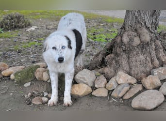 Wer schenkt Lolha die Chance, endlich anzukommen