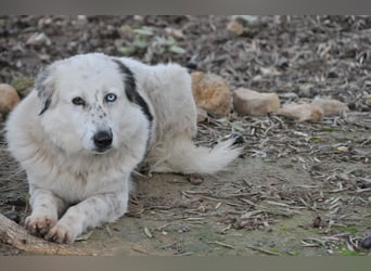 Wer schenkt Lolha die Chance, endlich anzukommen