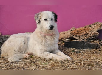 Wer schenkt Lolha die Chance, endlich anzukommen