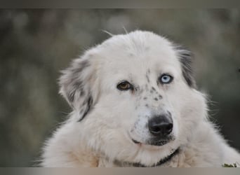 Wer schenkt Lolha die Chance, endlich anzukommen