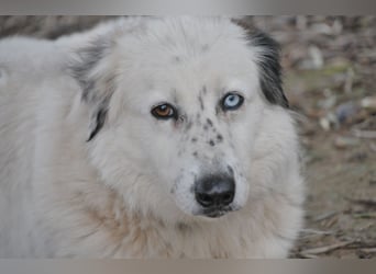 Wer schenkt Lolha die Chance, endlich anzukommen