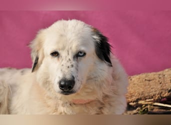 Wer schenkt Lolha die Chance, endlich anzukommen