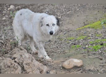Wer schenkt Lolha die Chance, endlich anzukommen