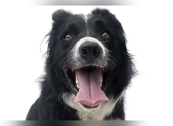 Lars ❤️ energiegeladen + hochintelligent