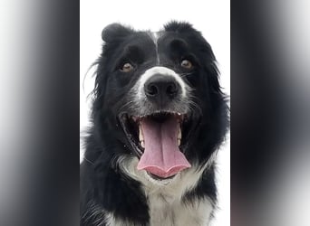 Lars ❤️ energiegeladen + hochintelligent