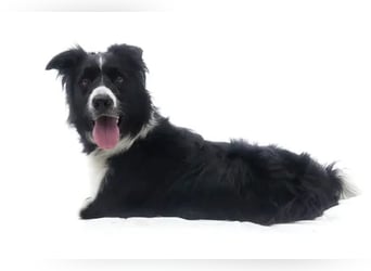 Lars ❤️ energiegeladen + hochintelligent