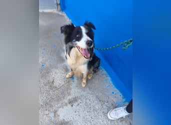 Yas - kluger Border Collie Rüde sucht Menschen mit Herz, Geduld und Hundeverstand