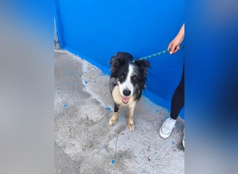 Yas ,kluger Border Collie Rüde sucht Menschen mit Herz