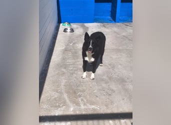 Dublín ,wunderschöner Border Collie Rüde sucht seine Chance