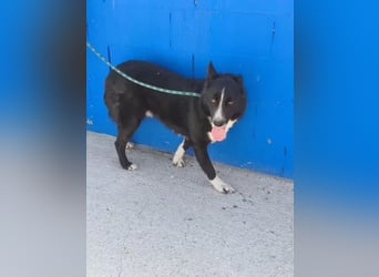 Dublín ,wunderschöner Border Collie Rüde sucht seine Chance