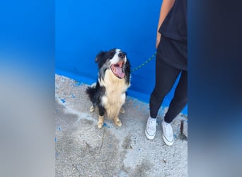 Yas - kluger Border Collie Rüde sucht Menschen mit Herz, Geduld und Hundeverstand