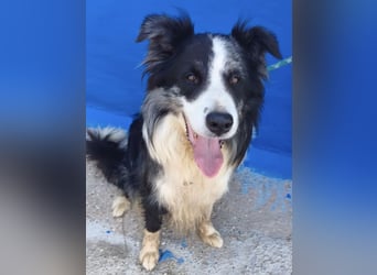 Yas - kluger Border Collie Rüde sucht Menschen mit Herz, Geduld und Hundeverstand