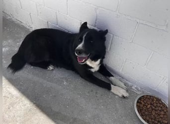 Dublín ,wunderschöner Border Collie Rüde sucht seine Chance