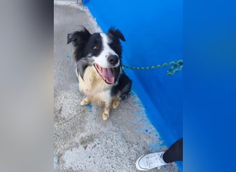 Yas ,kluger Border Collie Rüde sucht Menschen mit Herz