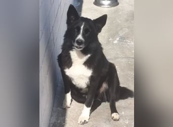 Dublín ,wunderschöner Border Collie Rüde sucht seine Chance