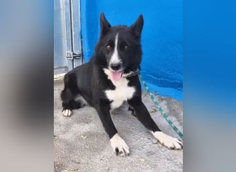 Dublín ,wunderschöner Border Collie Rüde sucht seine Chance
