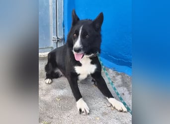 Dublín ,wunderschöner Border Collie Rüde sucht seine Chance