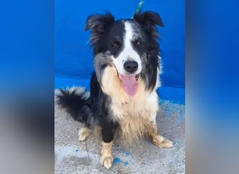 Yas ,kluger Border Collie Rüde sucht Menschen mit Herz