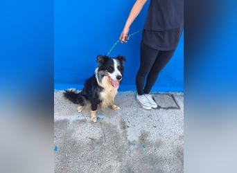 Yas - kluger Border Collie Rüde sucht Menschen mit Herz, Geduld und Hundeverstand