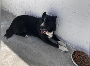 Dublín - wunderschöner Border Collie Rüde sucht seine Chance